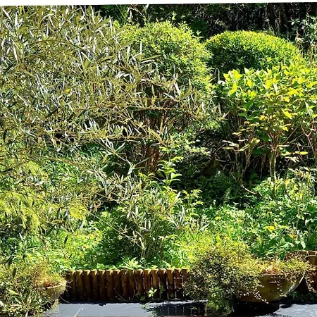 L'olivier Daire Boulogne-sur-Mer